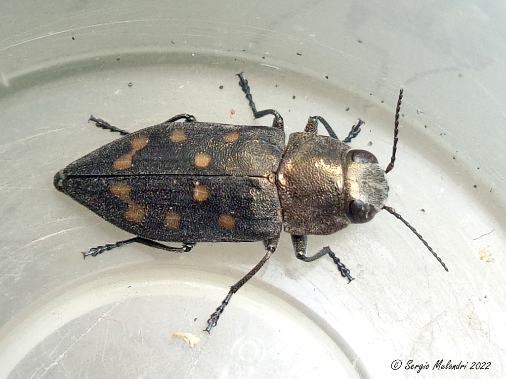 Buprestide: Trachypteris picta decastigma